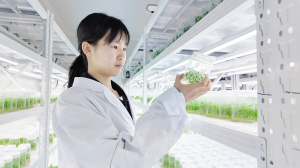   　　组培室里培育优质人参果脱毒种苗。