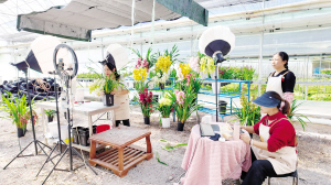   　　直播间里销售大花蕙兰。