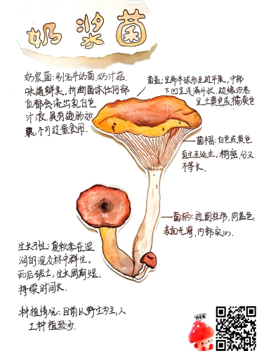 科普插画（系列）《山野菌趣》_07